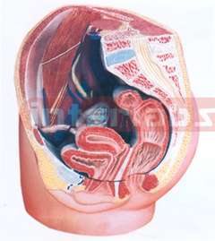 HUMAN FEMALE PELVIS